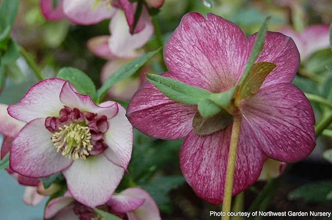 Perennial Farm Marketplace Helleborus x Winter Jewels 'Cherry Blossom' (Lenten Rose) Perennial, 1 Quart, Red Flowers