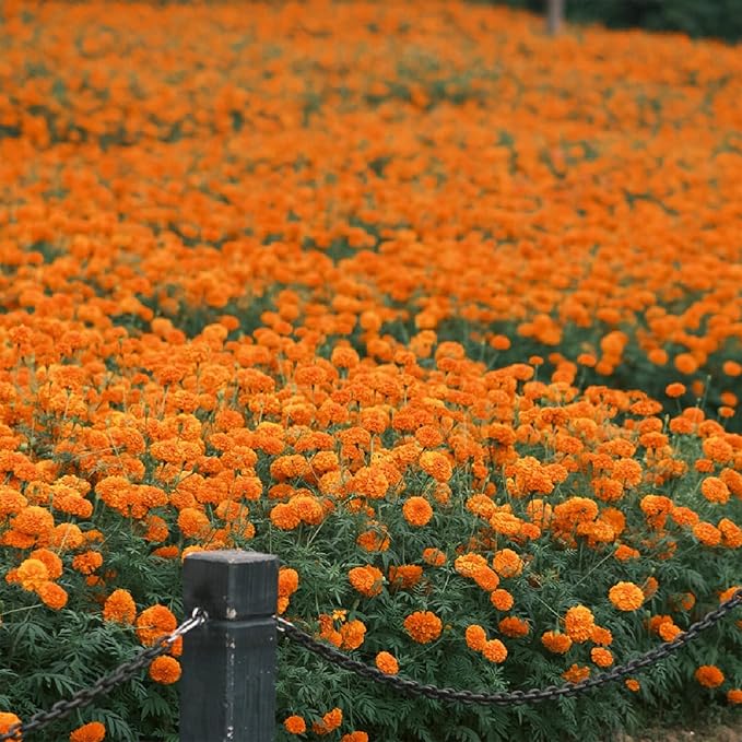 Dwarf French Marigold Seeds for Planting, 1006+pcs Rare Perennial Marigold Flower Seeds Plants, Non-GMO Heirloom Companion Blooms Flowers Plants in Home Garden Outdoors