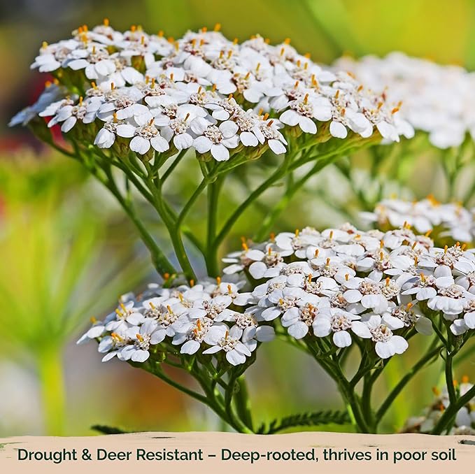 KVITER 2000 White Queen Anne's Lace Seeds (Ammi Majus), 2 Pack – Bishop Flower, Heirloom, Non GMO & Organic Wildflower, False Queen Annes Lace, Pollinator-Friendly Flower Seeds to Plant Outside Garden