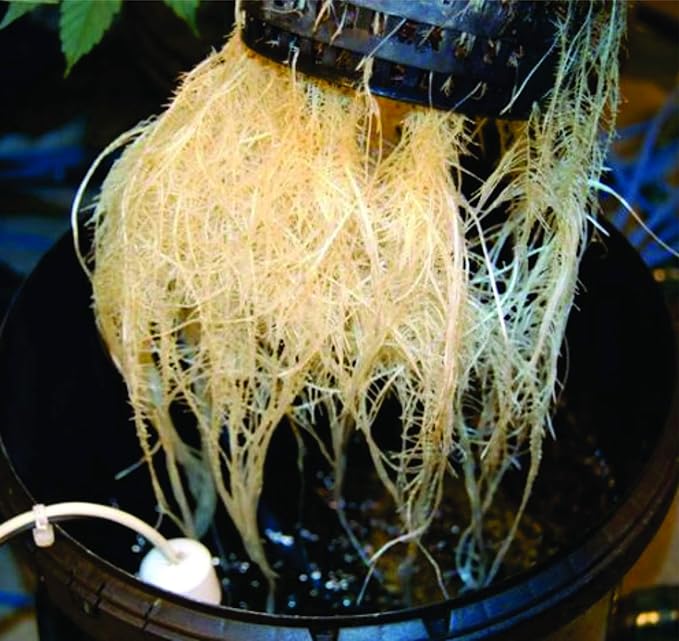 The Atwater HydroPod - DWC Deep Water Culture Garden System Kit - 5 Gallon Bubble Bucket - Bubbleponics - (Without Nutrients)