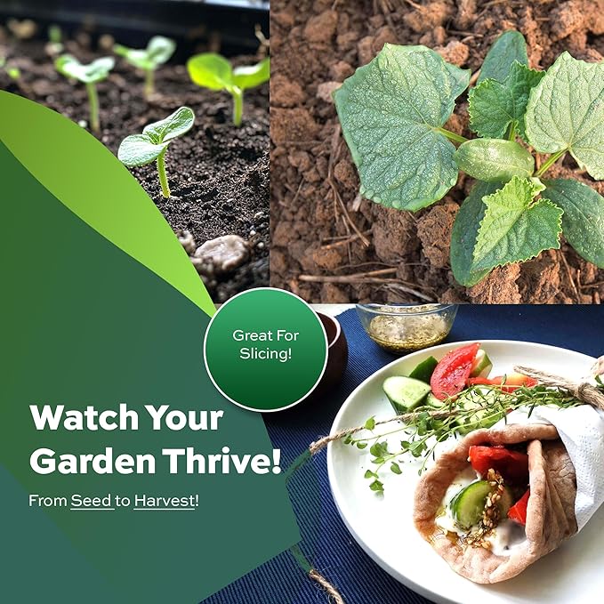 50 Beit Alpha Cucumber Seeds - Heirloom Non-GMO USA Grown Vegetable Seeds for Planting - Pickling and Slicing Cucumber