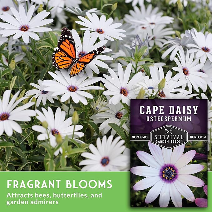 Cape Daisy Seeds for Planting - Osteospermum Ecklonis - White Petals with Purple Eyes, Long Blooming Annual to Tender Perennial Flower Variety - Survival Garden Seeds (3 Packs)