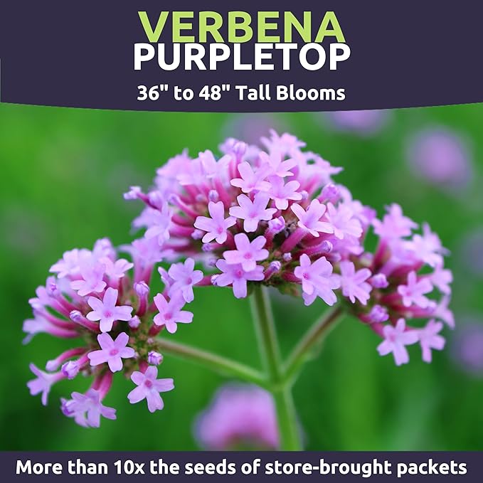 Purpletop Verbena – Large 1/4 Ounce Seed Packet – 25,000 Flower Seeds for Planting – Verbena bonariensis
