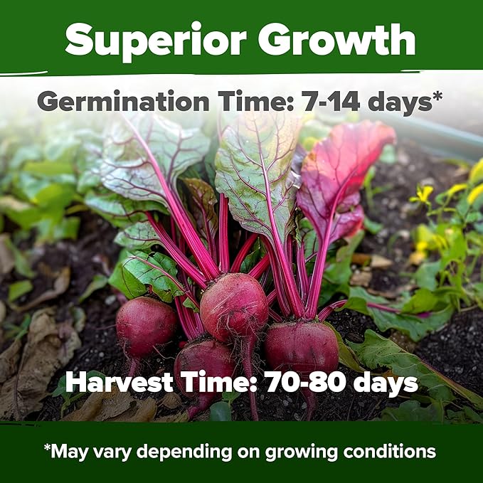 HOME GROWN Non GMO Detroit Dark Red Beet Seeds Pack - 500 Heirloom Vegetable Seeds for Planting - Red Beet for Home Garden High Germination(Beta vulgaris)