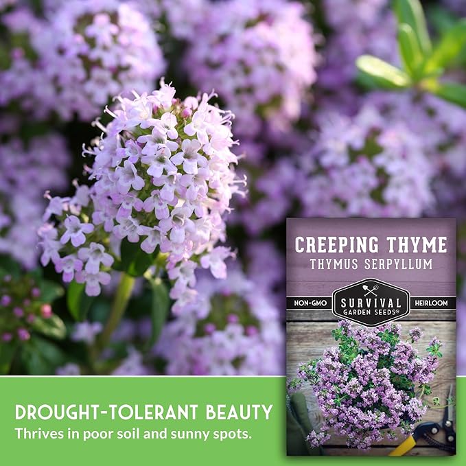 Creeping Thyme Seeds - Perennial Ground Cover Herb for Planting, Low Growing Lawn Alternative, Pollinator Friendly Garden - Heirloom Non-GMO Open Pollinated - Survival Garden Seeds (1 Pack)