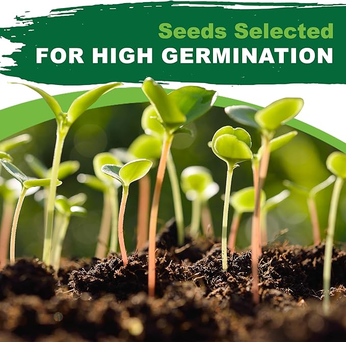 TKE Farms & Gardens - Mary Washington Asparagus Seeds for Planting, 85+ Heirloom Non-GMO Seeds, Tender Perennial Stalks with Rich Flavor, Perfect for Spring Gardens, Includes Growing Instructions