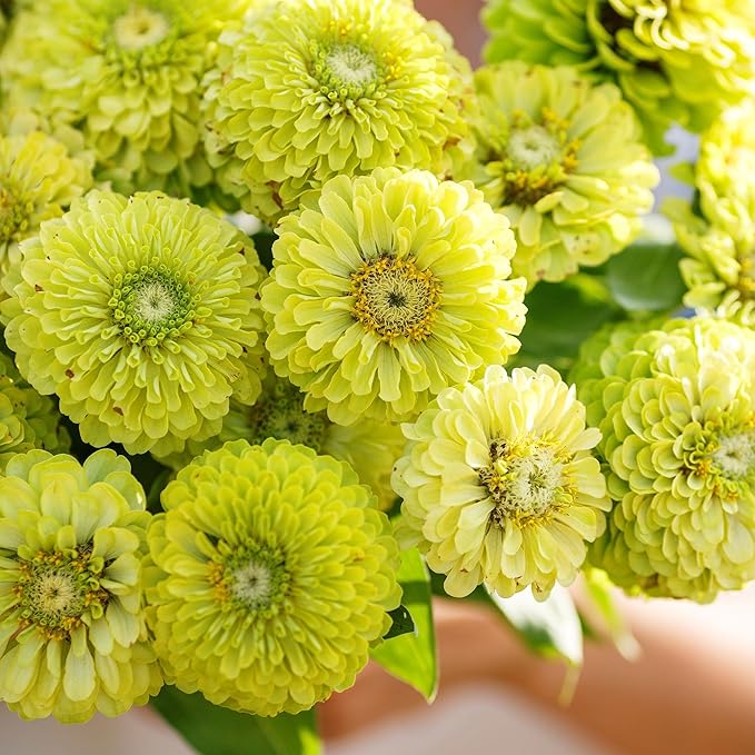 Eden Brothers Zinnia Seeds - Envy, Non-GMO Seeds for Planting, 1 oz | Low-Maintenance Flower Seeds, Plant During Spring, Zones 3, 4, 5, 6, 7, 8, 9, 10
