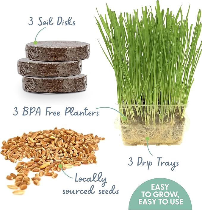 The Cat Ladies Cat Grass for Indoor Cats - Growing Kit - Organic Cat Grass Seeds, Soil and BPA Free Containers (Non GMO) - Locally Sourced Seeds! (3 Pack)