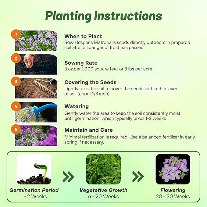 Outsidepride Dame's Rocket Flower Seeds - 5000 Pcs Perennial, Easy to Grow, Deer Resistant & Self-Seeding Wildflower Seeds for Planting Vibrant and Fragrant Blooms in Pollinator & Butterfly Gardens