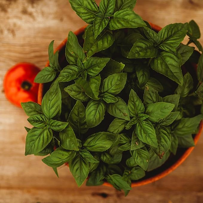 Genovese Basil - 250 Seeds - Heirloom Basil Variety, Non-GMO Heirloom Herb Seeds for Planting, Grow Kitchen Herbs Indoors or Outdoors in Containers, aerogardens, Home Garden, Thresh Seed Company