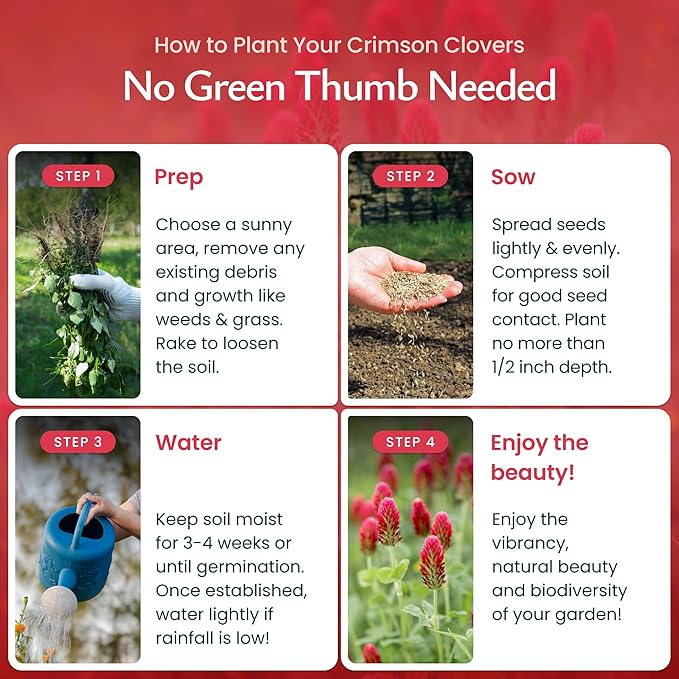 Created By Nature Crimson Clover Seeds, 10,000 Red Annual Wildflower Seeds