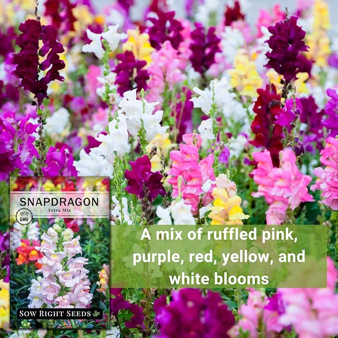 Sow Right Seeds - Tetra Mix Snapdragon Flower Seeds for Planting - Non-GMO Heirloom Packet with Instructions to Grow - Fragrant Annual Flower Spikes in a Mix of Colors - Half Tall for Front Beds (1)