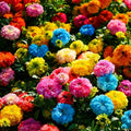 Dwarf French Marigold Seeds for Planting, 1006+pcs Rare Perennial Marigold Flower Seeds Plants, Non-GMO Heirloom Companion Blooms Flowers Plants in Home Garden Outdoors