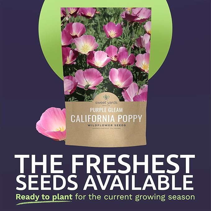 California Purple Gleam Poppy Wildflower Seeds - Bulk 1/4 Pound Bag