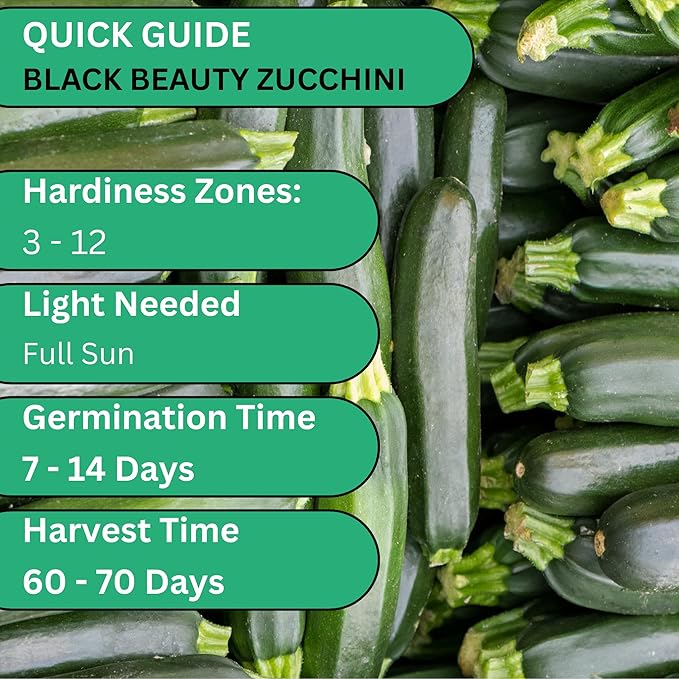 Woods Creek Seeds: Black Beauty Zucchini Summer Squash Seeds for Planting - Over 90 Heirloom Non-GMO Summer Squash Seeds for Planting Outdoors or Indoors - Beginner Friendly & High Yield Seed
