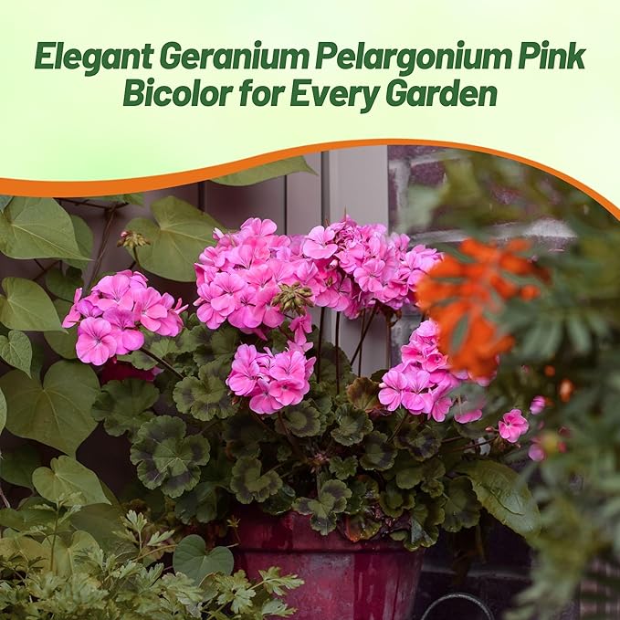 Outsidepride Pink Bicolor Geranium Seeds for Planting - 25 Pcs Annual, Heat & Drought Tolerant Flower Seeds with Green Foliage & Pink Blooms for Pots, Borders & Lush Summer Garden Displays
