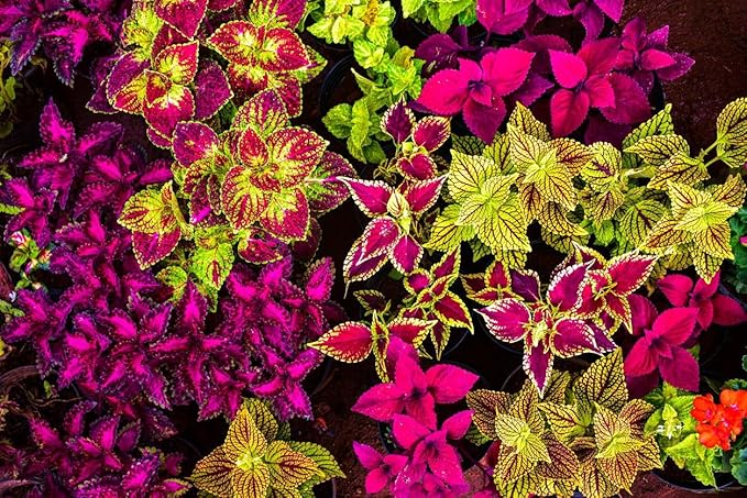 150 Coleus Seeds - Rainbow Mix, Annual & Easy-Grow, Indoor & Outdoor Use, Compact Plants with Multi-Colored Foliage, Ideal for Gardens, Containers & Shaded Areas