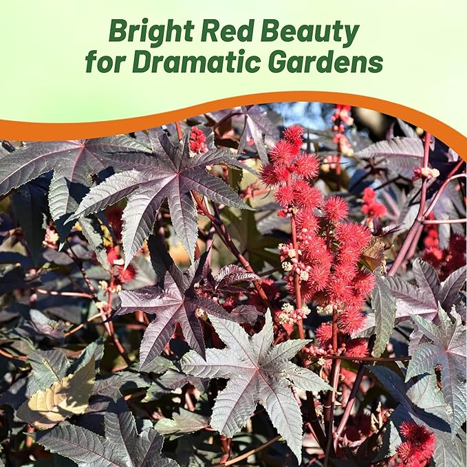Outsidepride Bright Red Castor Bean Seeds - 15 Pcs Annual Quick-Growing Tropical Flower Seeds for Planting Vibrant Foliage & Colorful Blooms for Eye-Catching Borders, Gardens & Landscapes