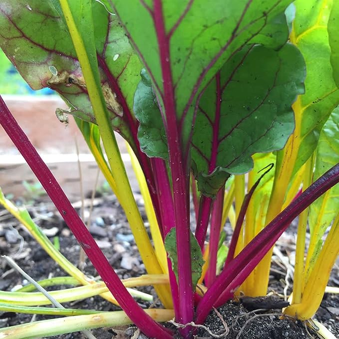 Organic Swiss Chard Garden Seeds - Rainbow Mix - 3 g Packet - Non-GMO, Heirloom Vegetable Gardening & Microgreens Seeds