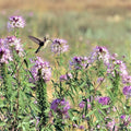 Eden Brothers Rocky Mountain Beeplant (Wild Cleome)
