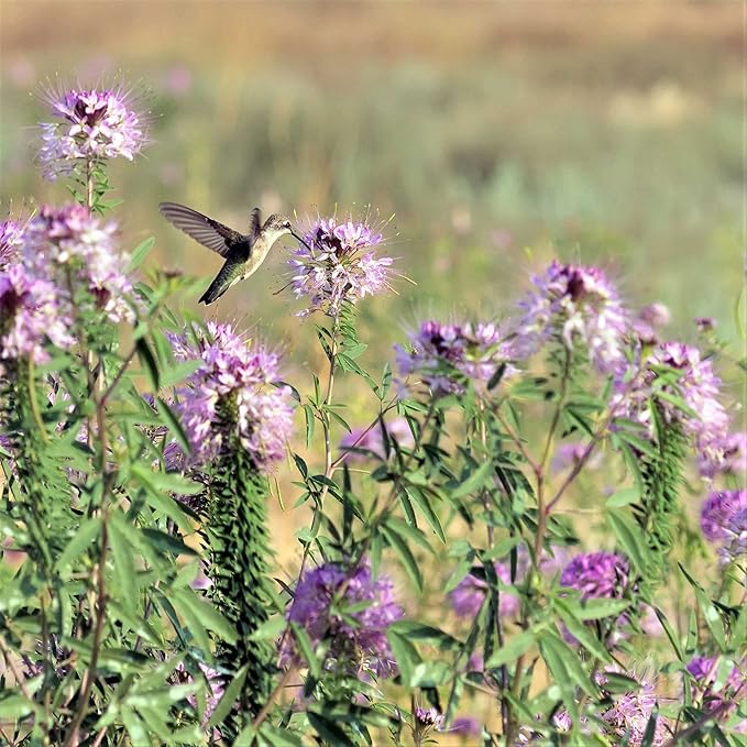 Eden Brothers Rocky Mountain Beeplant (Wild Cleome)