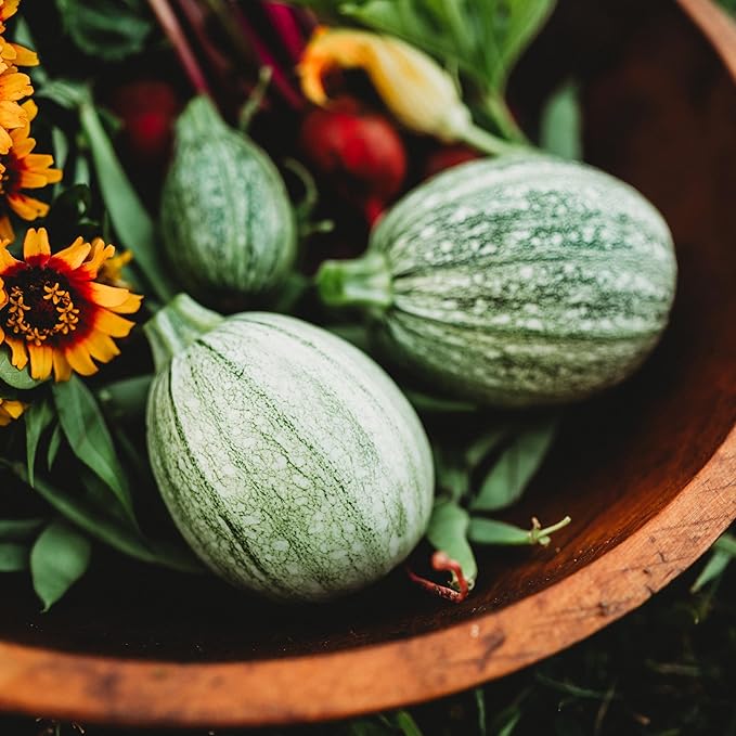 Ronde de Nice Zucchini (Round Zucchini) - 25 Seeds - Rare French Heirloom, Early Maturing Zucchini Variety, Non-GMO, Heirloom Round Zucchini Seeds for Planting in The Home Garden, Thresh Seed Company