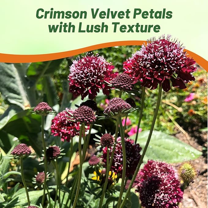 Outsidepride Double Red Scabiosa Seeds - 400 Pcs Perennial Pincushion Flower Seeds That Attract Pollinators, Upright & Neat Growth Habit for Small Gardens, Borders, Containers, & Xeriscaping
