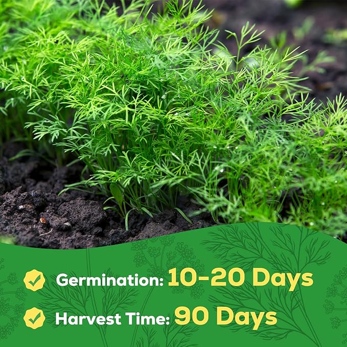 Bouquet Dill Seeds for Planting - 500+ Heirloom, Non-GMO Seeds - Herb Seeds Packet for Plating Home Garden, Herb Garden - Indoor/Outdoor, Easy to Grow