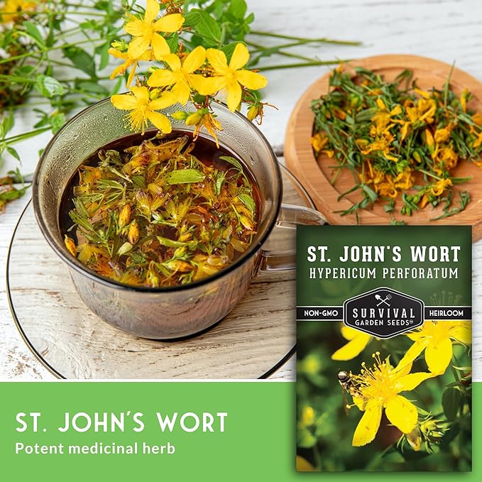 St. John's Wort Seeds for Planting - 2 Packets with Instructions to Plant & Grow Beneficial Perennial Herbs in Your Home Herb Garden - Non-GMO Heirloom Variety - Survival Garden Seeds