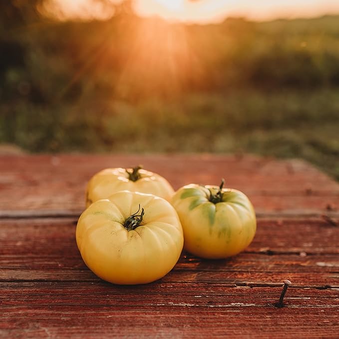 Hensley Settlement Heirloom Yellow Tomato - 50 Seeds - Rare Heirloom, Low Acid Variety, Non-GMO Vegetable Seeds for Planting in The Home Garden, Thresh Seed Company