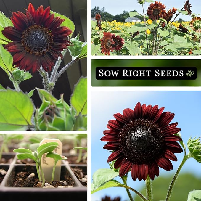 Sow Right Seeds - Chocolate Cherry Sunflower Seeds for Planting - Non-GMO Heirloom Packet with Instructions for Growing - Beautiful Giant Flower - Rare Burgundy and Dark Brown Petals (4)