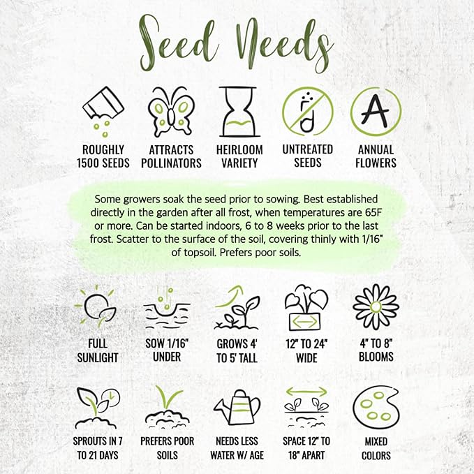 Seed Needs Cleome Seeds for Planting Spider Plants - Heirloom & Open Pollinated Wildflower Seeds to Grow a Butterfly Garden to Attract Pollinators (5 Packs)