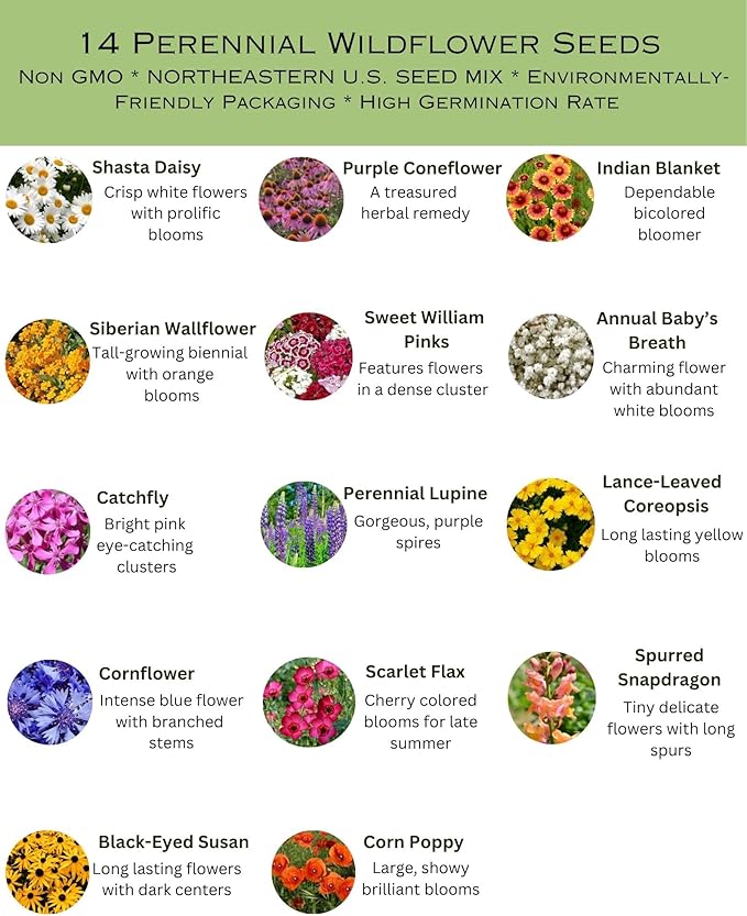 Northeast Regional Bulk Perennial Wildflower Seed Mix 1lb Covers 2,000sq-ft - Attract Pollinators, Multi-Color Blooms - Northeast US Species Plant in Spring/Fall - Earth-Friendly Packaging (1/2 Pound)