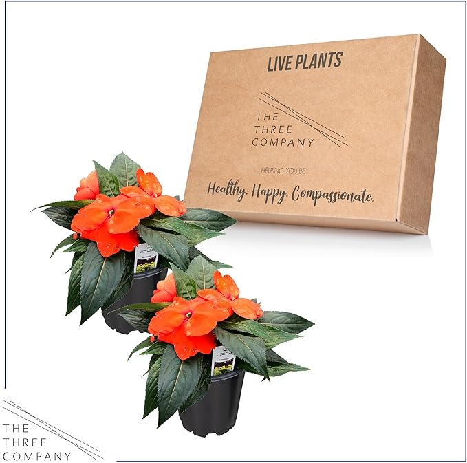 Live Flowering New Guinea Impatiens - Orange (2 Plants Per Pack), Beautiful Shade Flowers, 12" Tall by 5" Wide in 1 Qt Pot