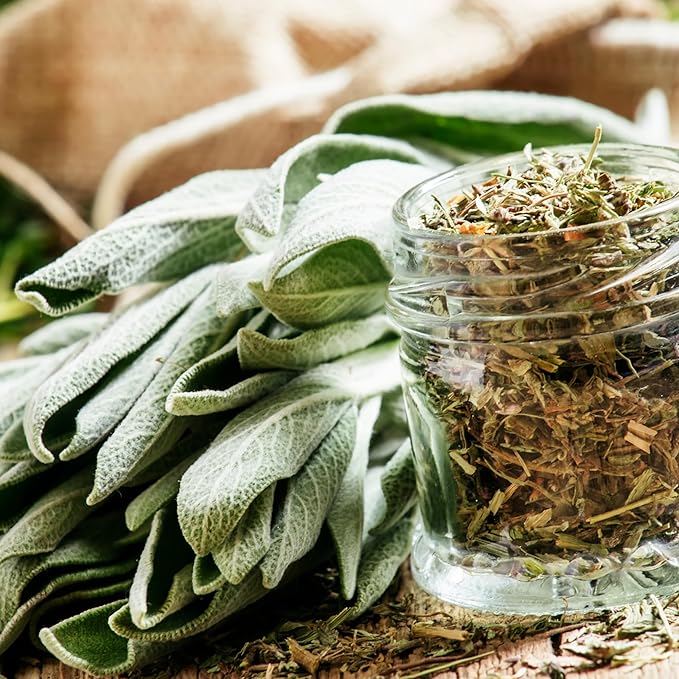 Back to The Roots 100% Organic Heirloom Seeds - Sage Value Pack (280mg Total)