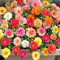Mixed Color Portulaca Grandiflora Seeds, 10000 Double Moss Rose Seeds for Planting, Heirloom Ground Cover - Purslane Flower Seed for Outside, Beds, Yards, Flower Garden