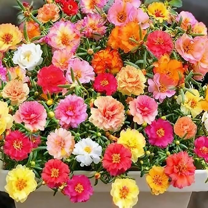 Mixed Color Portulaca Grandiflora Seeds, 20000 Double Moss Rose Seeds for Planting, Heirloom Ground Cover - Purslane Flower Seed for Outside, Beds, Yards, Flower Garden