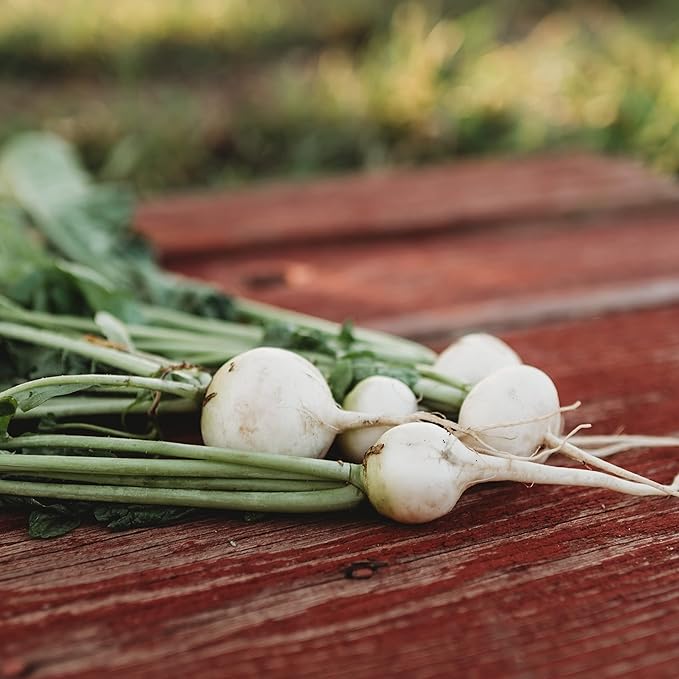 White Globe Radish - 150 Seeds - Heirloom & Open-Pollinated Variety, Easy-to-Grow & Fast-Growing, Non-GMO Vegetable Seeds for Planting Indoors or Outdoors in The Home Garden, Thresh Seed Company
