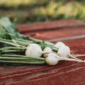 White Globe Radish - 150 Seeds - Heirloom & Open-Pollinated Variety, Easy-to-Grow & Fast-Growing, Non-GMO Vegetable Seeds for Planting Indoors or Outdoors in The Home Garden, Thresh Seed Company