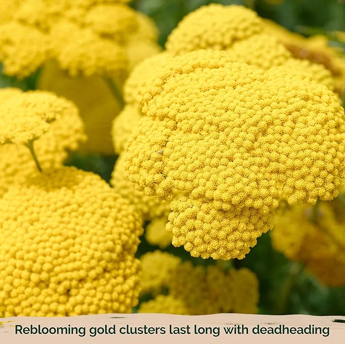 KVITER 7000 Gold Yarrow Seeds (Achillea Filipendulina) — Perennial Flower Seeds to Plant Outside, Heirloom & Organic — Native Wildflower Seed for Herb Garden, Beds, Containers & Meadows