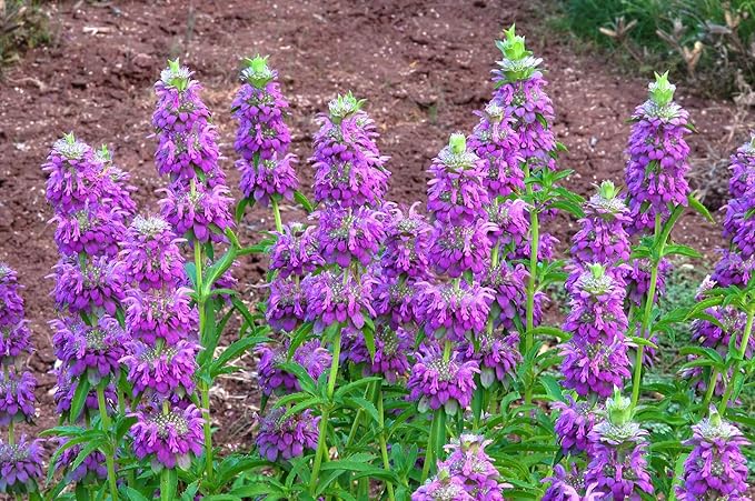 Seeds Lemon Bee Balm Monarda Lemon Mint Herbs Non GMO Heirloom