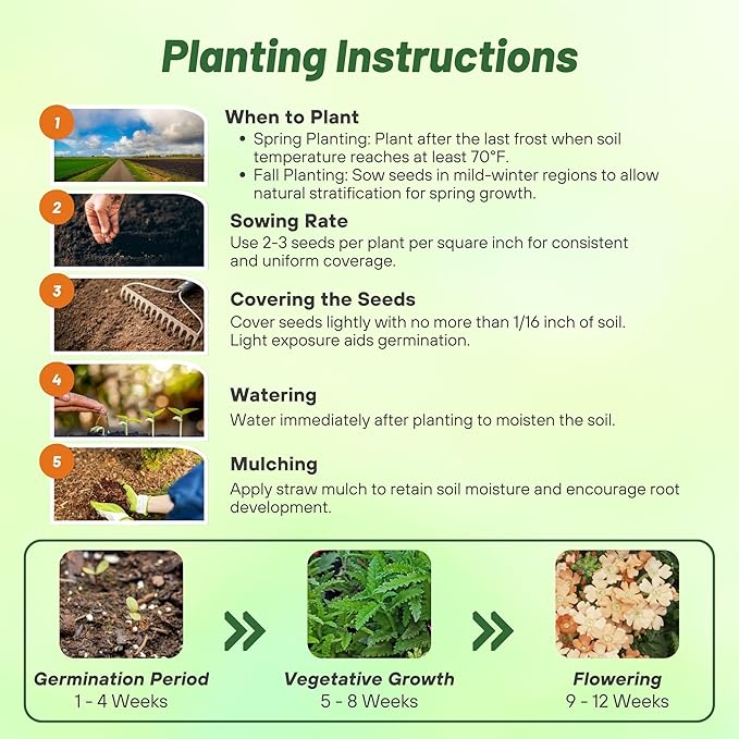 Outsidepride Apricot Verbena Seeds for Planting - 1000 Pcs. Annual, Drought Tolerant & Easy to Grow, Ground Cover with Fragrant & Vibrant Blooms for Window Boxes, Borders & Pollinator Gardens