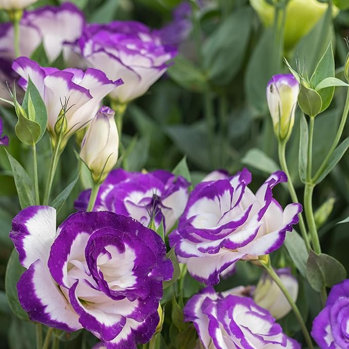 300+ Lisianthus Flower Seeds for Planting - Annual White Purple Lisianthus Non-GMO Heirloom Garden Flower to Plant Open Pollinated