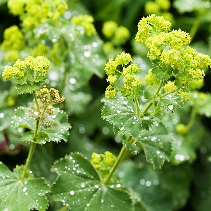 Outsidepride Lady's Mantle Seeds - 1000 Pcs. Perennial, Versatile & Low Maintenance, Flower Seeds for Planting Clustered Yellow Blooms with Velvety Foliage for Cut Flower Bouquets & Pollinator Gardens