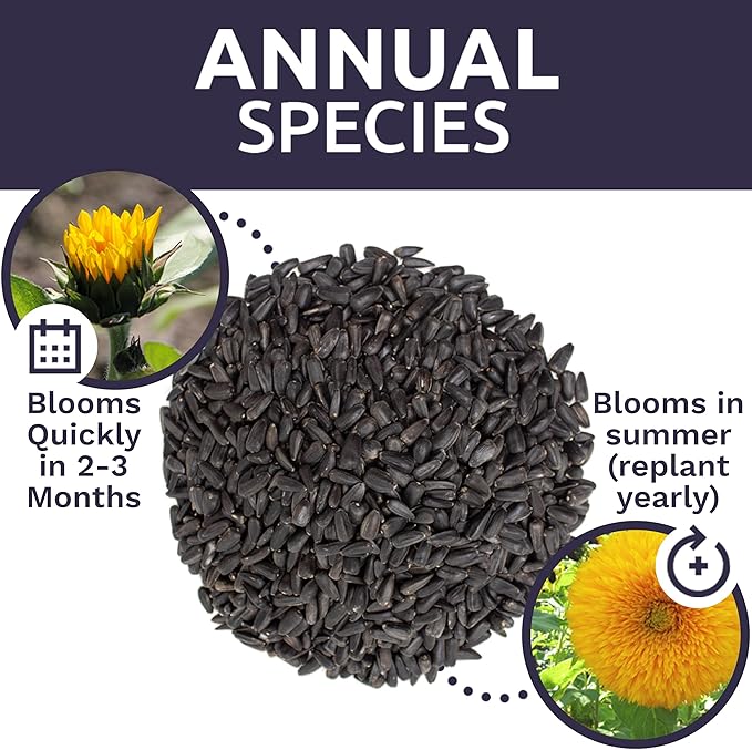 Giant Teddy Bear Sunflower Seeds - Extra Large 1 Ounce Packet - Over 1,200 Fresh Open Pollinated Non-GMO Flower Seeds - Helianthus annus - Hundreds of Fluffy Yellow Petals
