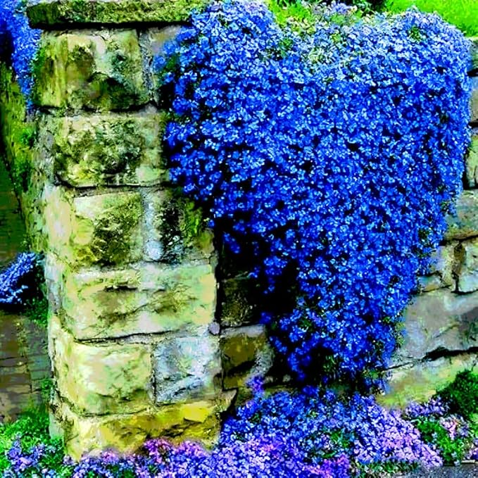 15000+ Blue Creeping Thyme Seeds Ground Cover,Blue Woolly Thyme Seeds Non-GMO Heirloom,Drought Tolerant Ground Cover Thyme Seed Silver Gray Carpet for Between Stepping Stones & Rock Outdoor