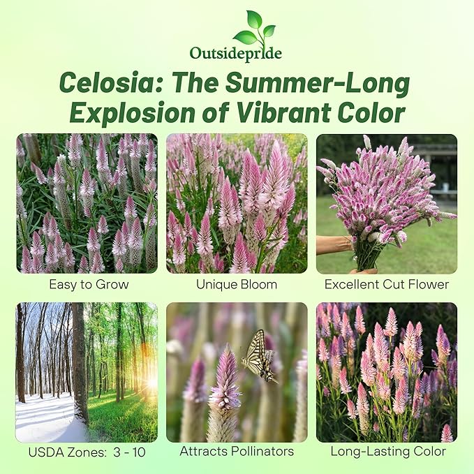 Outsidepride Spicata Celosia Seeds - 2000 Pcs Perennial Tall Weather-Resistant Flower Seeds for Planting Vibrant Plumes, Great for Containers, Borders, Pollinator-Friendly Gardens & House Plants