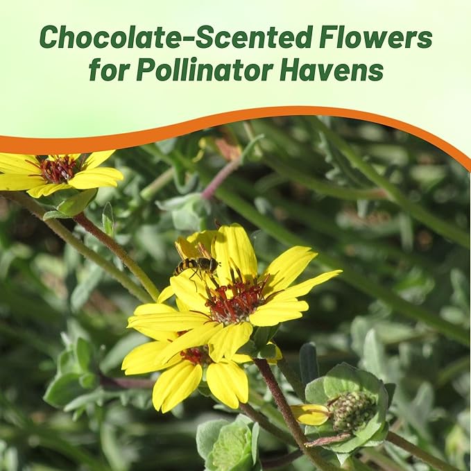 Outsidepride Chocolate Flower Scented Daisy Seeds for Planting – 100 Pcs. Perennial Wildflower Seeds, Low Maintenance, Highly Adaptable, Fragrant Flowers for Gardens