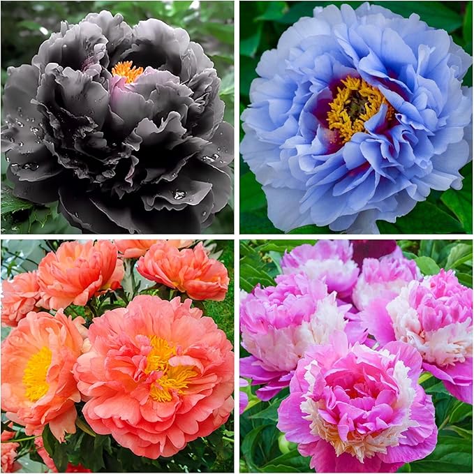 300+ Mix Peony Flower Seeds for Planting Heirloom Peony Poppy Seeds Open Pollinated Ruffled Blooms Attract Butterflies Outdoor and Indoor