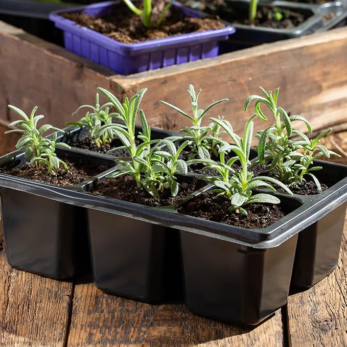 Seed Needs Rosemary Seeds for Planting - Non-GMO Heirloom & Untreated Perennial Herbs to Plant a Medicinal & Culinary Kitchen Garden Indoors or Outdoors (2 Packs)